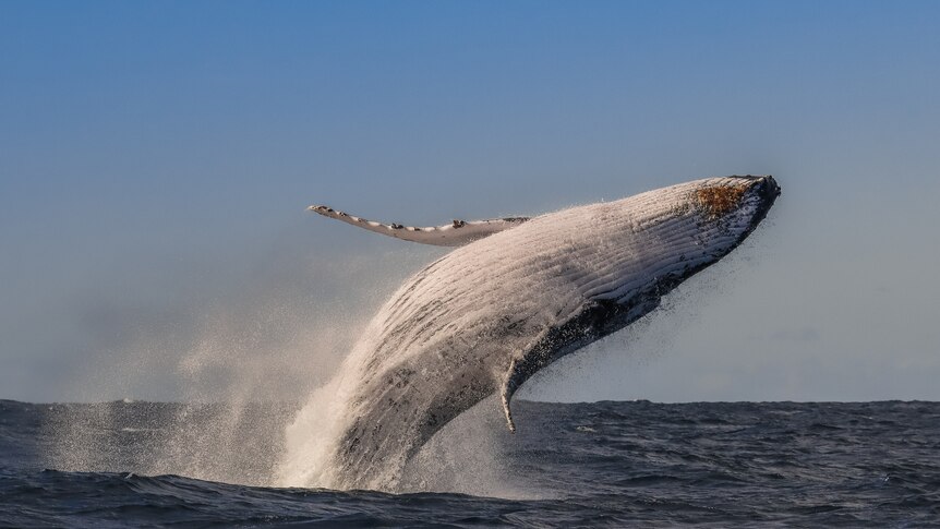 座头鲸白肚朝天跳出海面